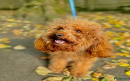 Cockapoo dogs for sale: Little Teddy Bears  - Image 7