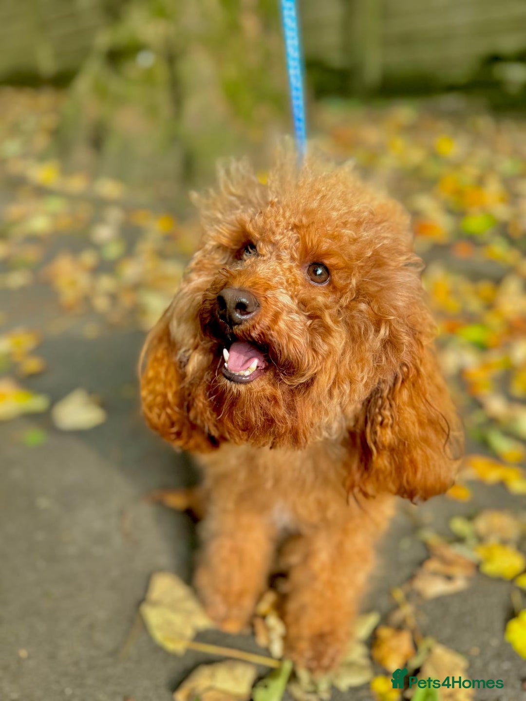 Cockapoo dogs for sale: Little Teddy Bears  - Image 7