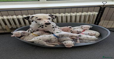 Dalmatian dogs Dalmatians for Sale (Last Girl & 4 Boys Left) - Advert 10