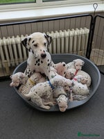 Dalmatian dogs Dalmatians for Sale (Last Girl & 4 Boys Left) - Advert 10