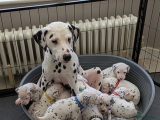 Dalmatian dogs Dalmatians for Sale (Last Girl & 4 Boys Left) - Advert 5