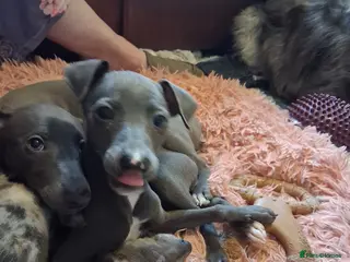 Italian Greyhound dogs Italian greyhound / whippet - Advert 1