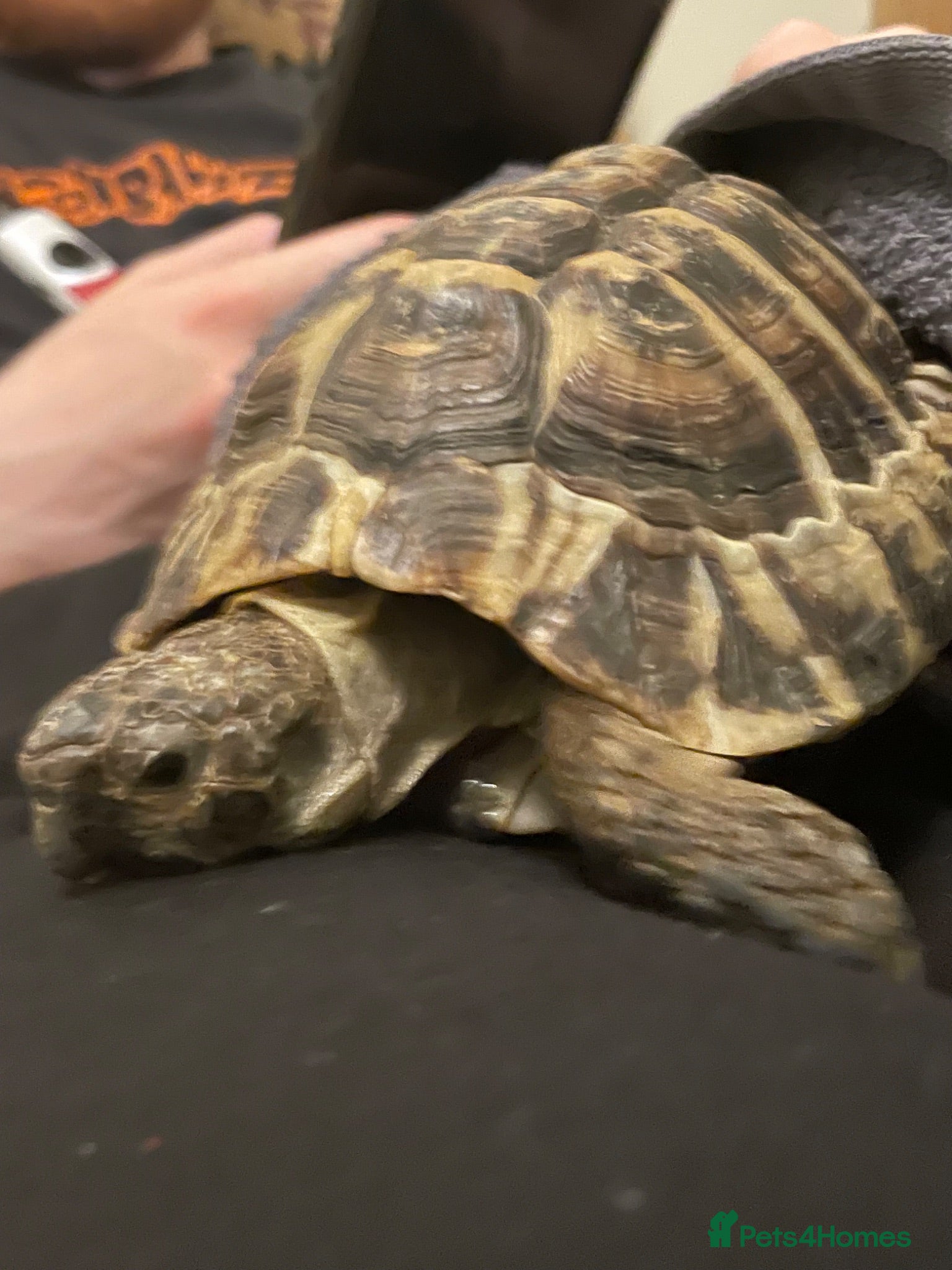 Hermann Tortoise reptiles Salad the tortoise  - Advert 1