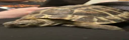 Hermann Tortoise reptiles for sale: Salad the tortoise  in Newry - Advert 1