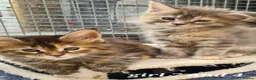 Maine Coon cats for sale: Pedigree tica mainecoon kittens - Advert 18