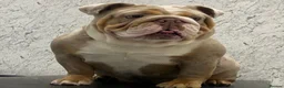 English Bulldog dogs for sale: Male English Bulldog for sale  - Advert 5