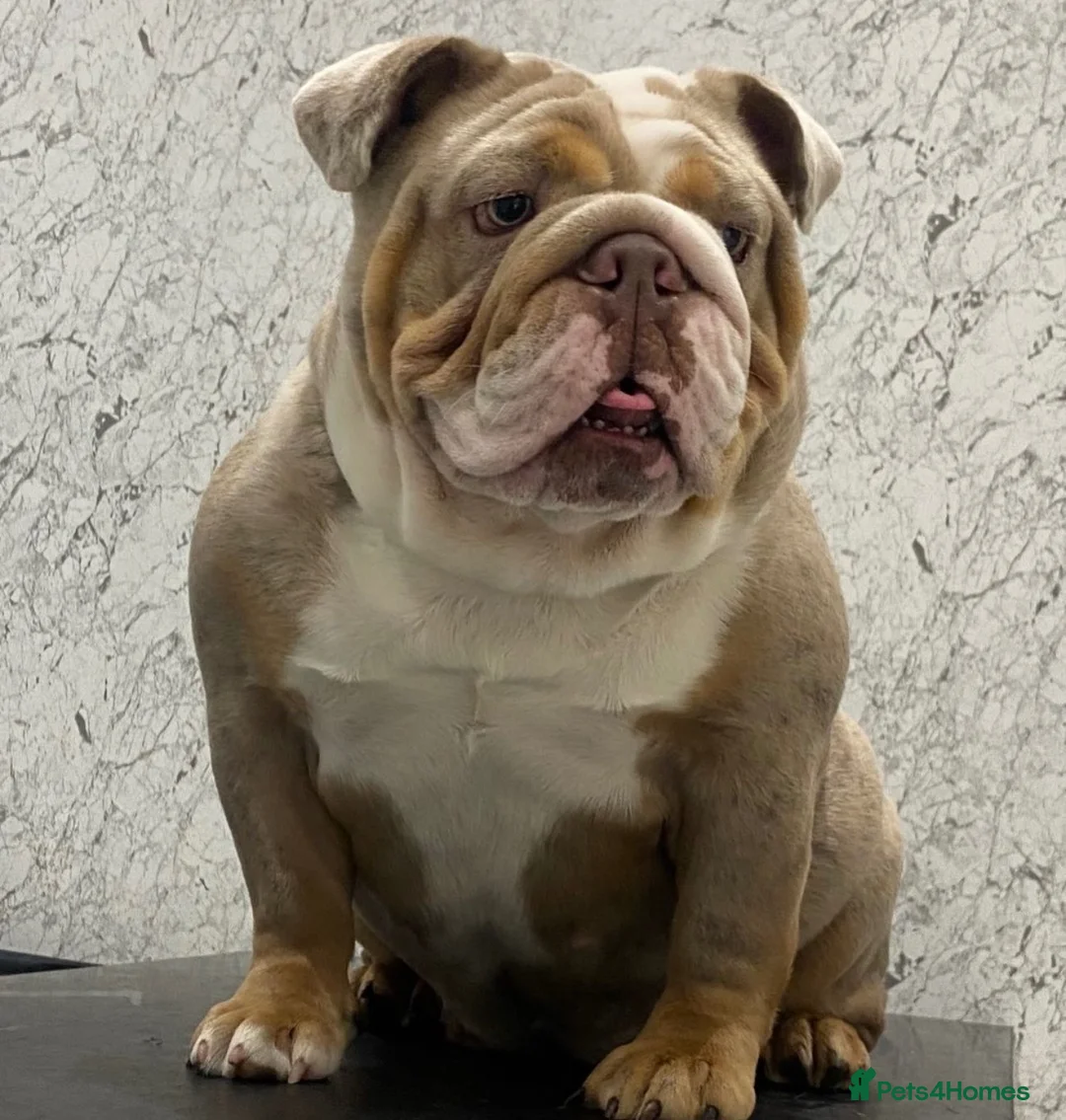 English Bulldog dogs for sale: Male English Bulldog for sale  - Advert 5