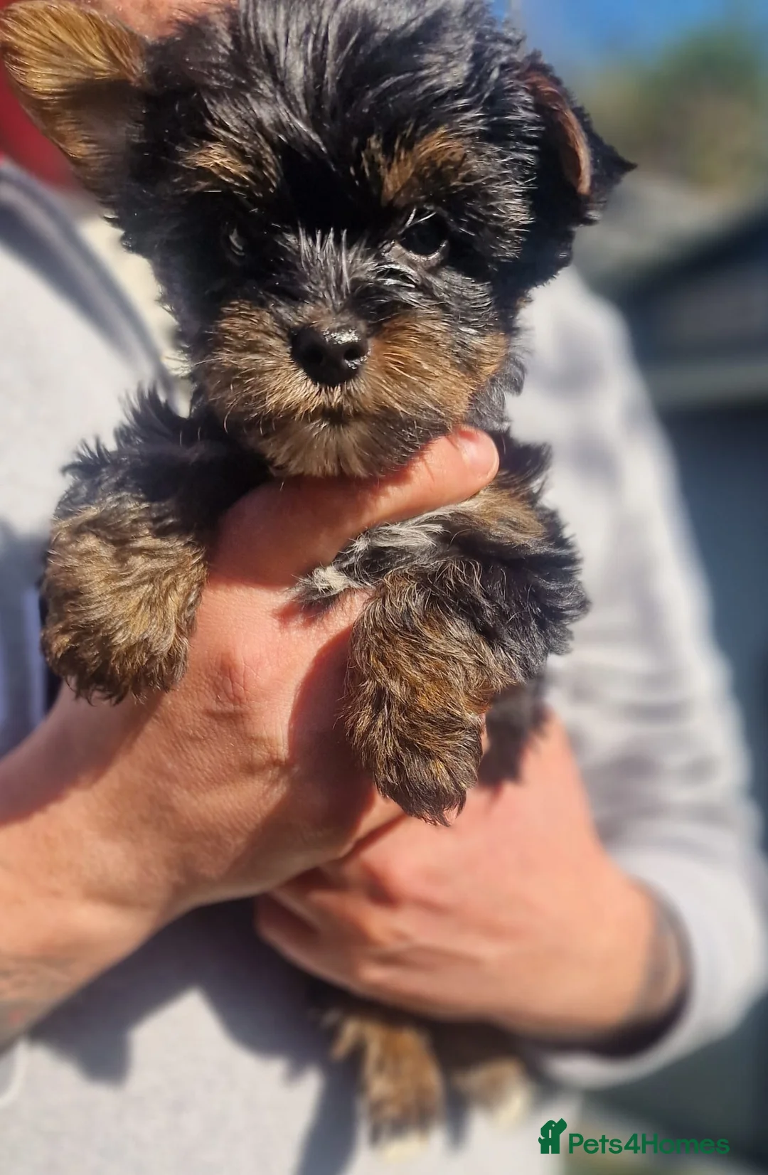Yorkshire Terrier dogs for sale: Yorkshire Terrier puppies  in Dunstable - Advert 1