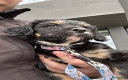 Mixed Breed dogs for sale: Dolly - Image 3