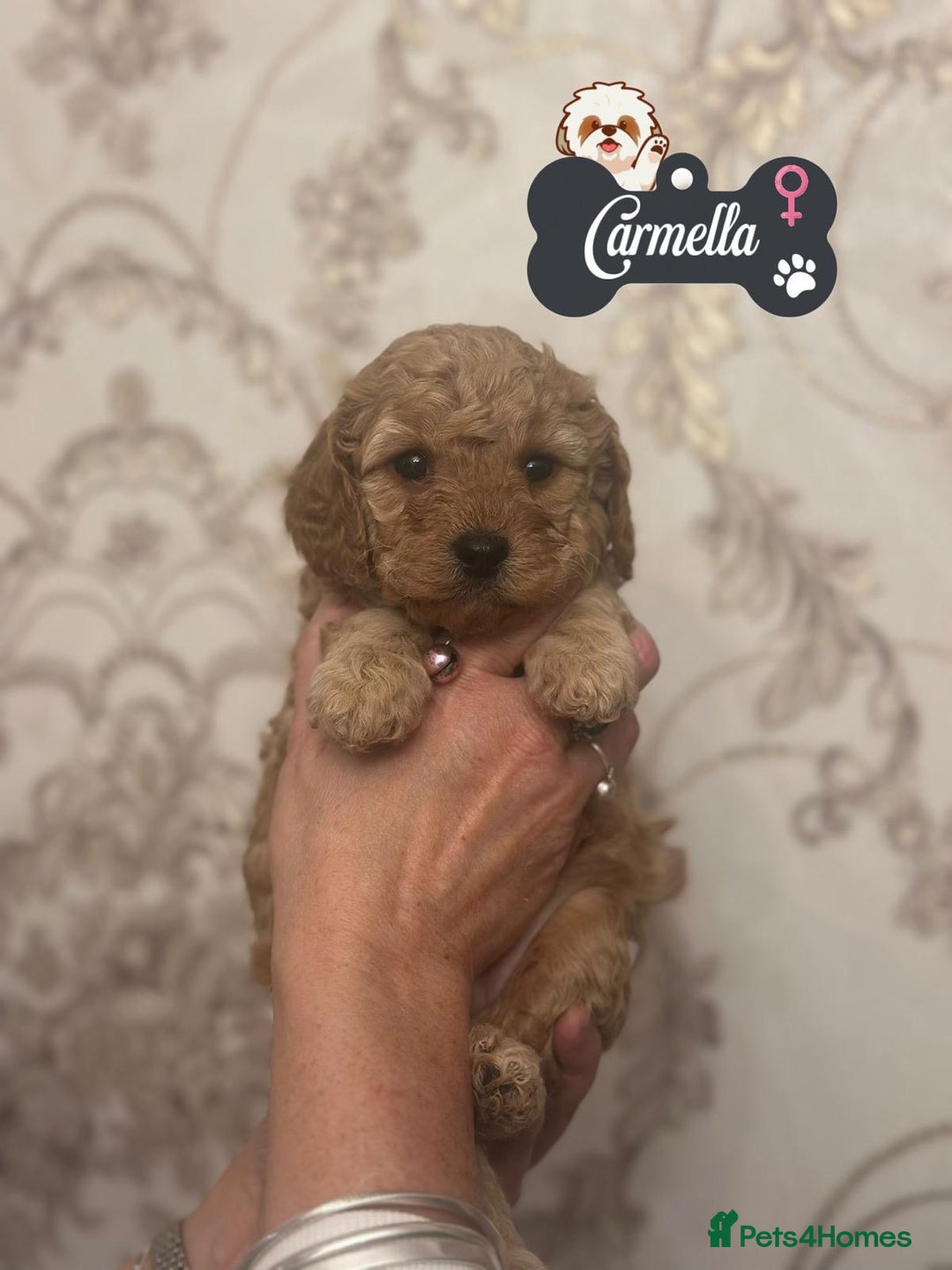 Shihpoo dogs for sale: F1b Shihpoo Puppies - 2 boys, 3 girls  - Advert 27