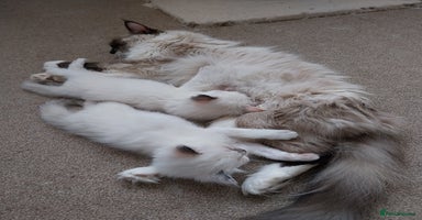 Ragdoll cats - Advert 1