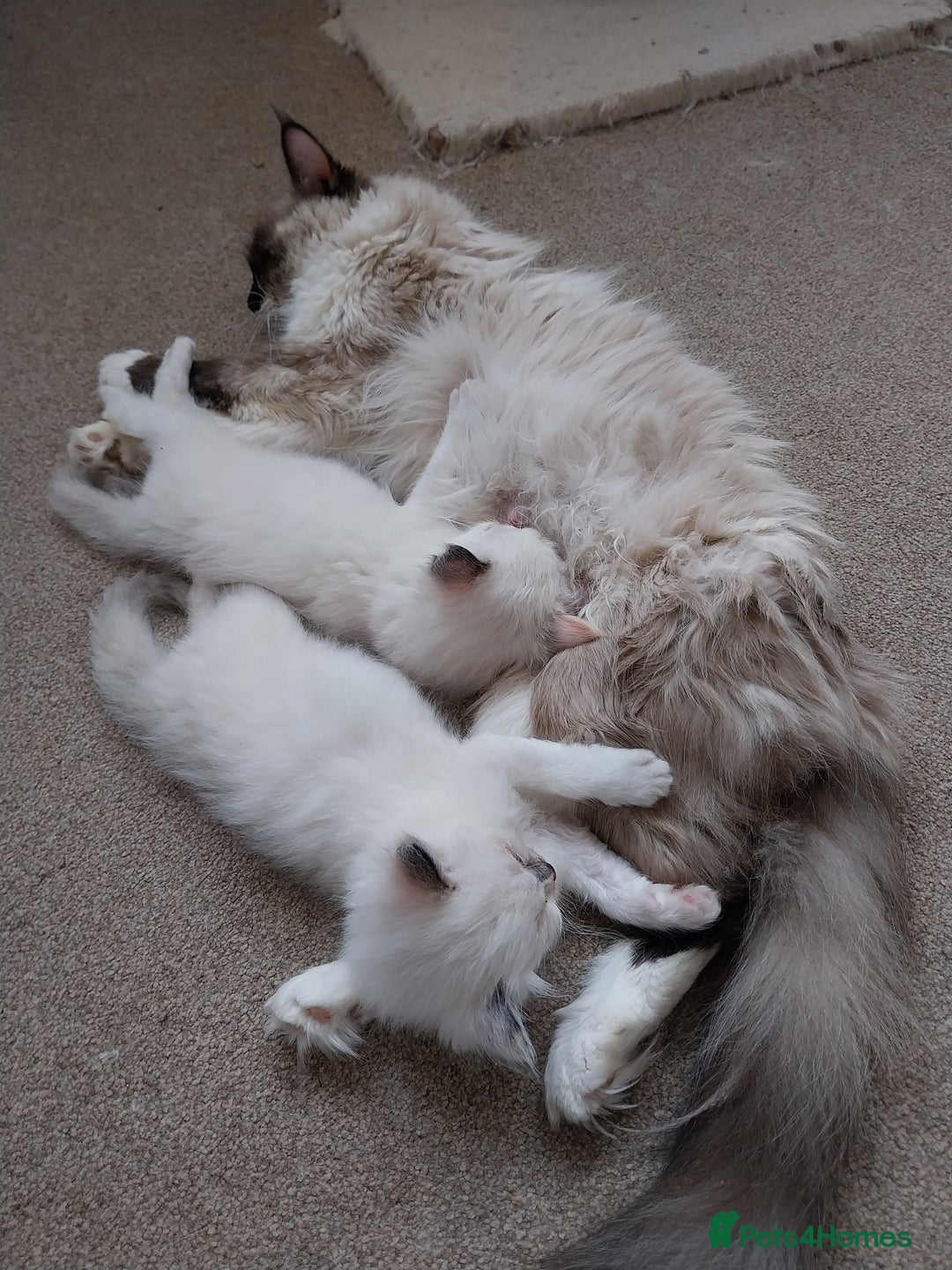 Ragdoll cats for sale: 2 Beautiful Ragdoll girls for sale - Image 3