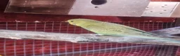 Budgerigars birds for sale: Budgies - Advert 3
