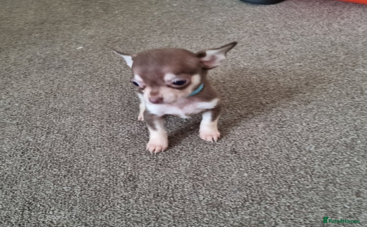 Chihuahua dogs - Advert 3