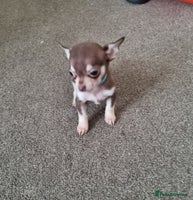 Chihuahua dogs - Advert 3