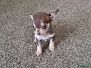 Chihuahua dogs - Advert 1