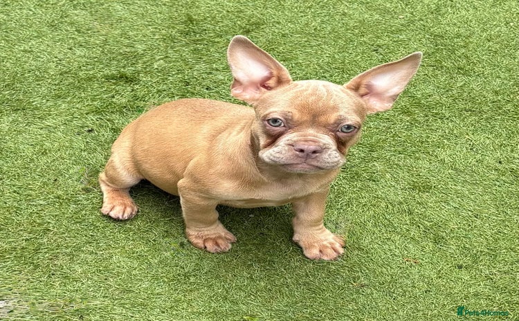 French Bulldog dogs for sale - Advert 1