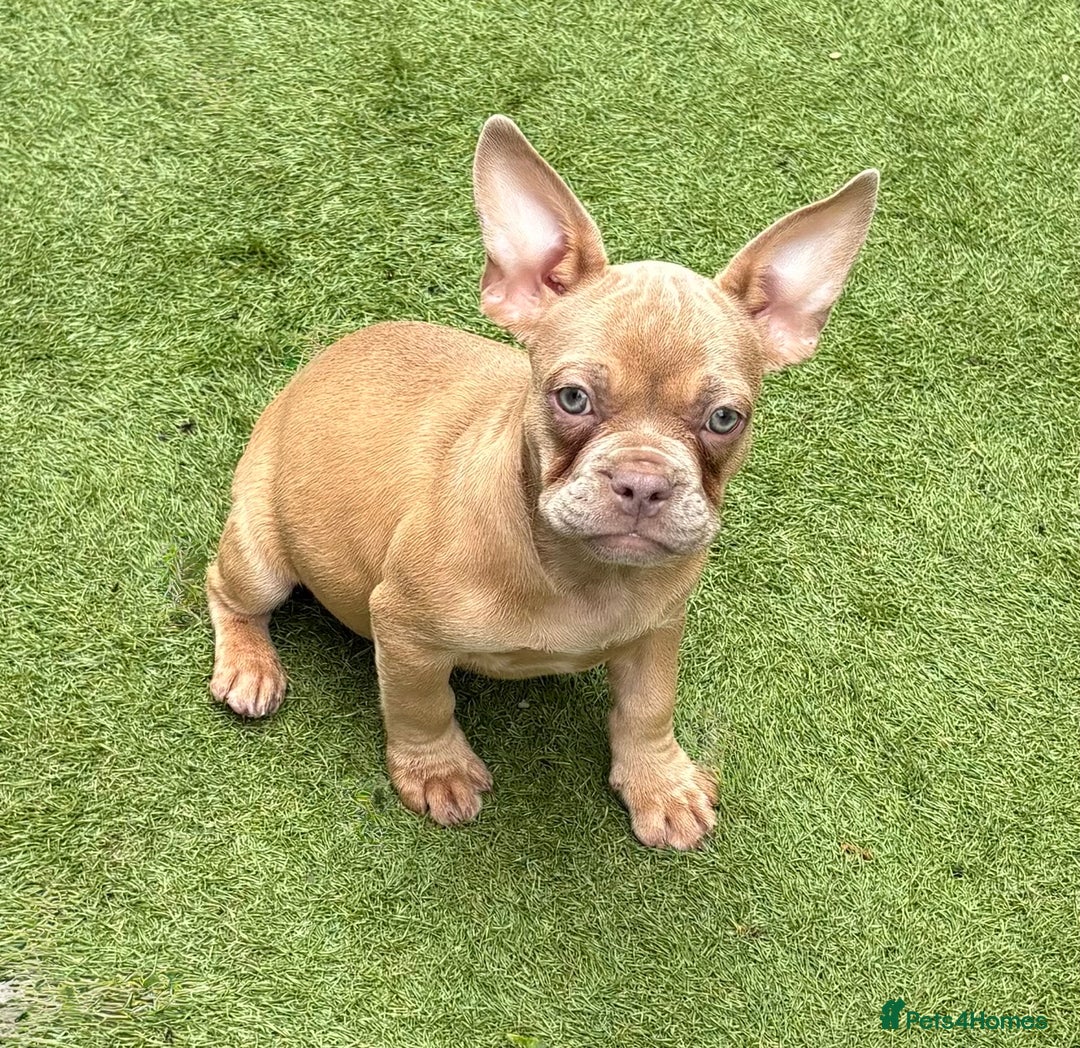 French Bulldog dogs for sale: 9 week old male Furnishing French bulldog (Bear) - Image 1