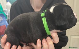Mixed Breed dogs for sale: 4 Beautiful puppies looking for forever homes. - Image 4