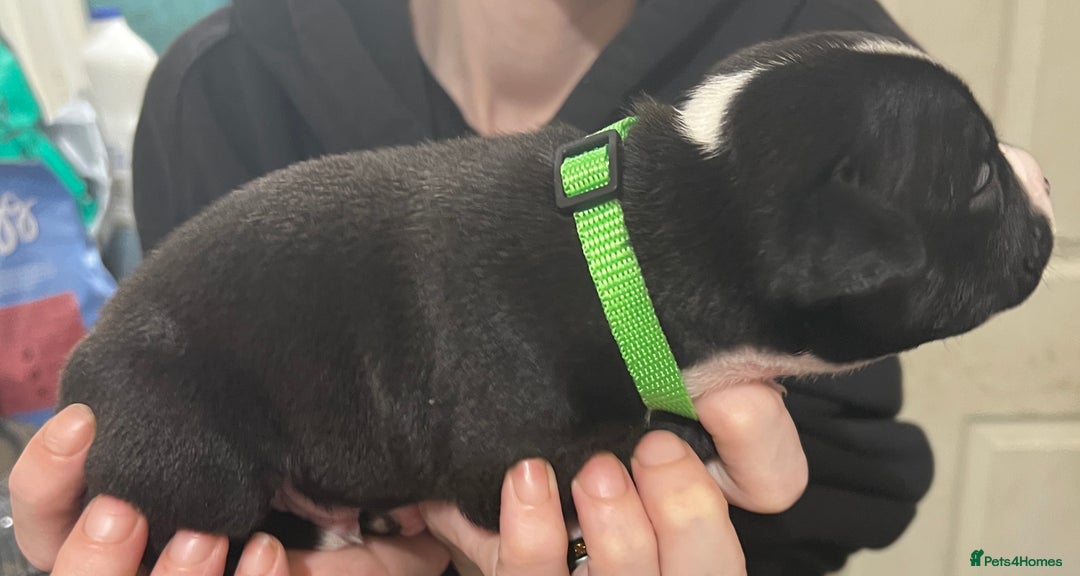 Mixed Breed dogs for sale: 4 Beautiful puppies looking for forever homes. - Image 4