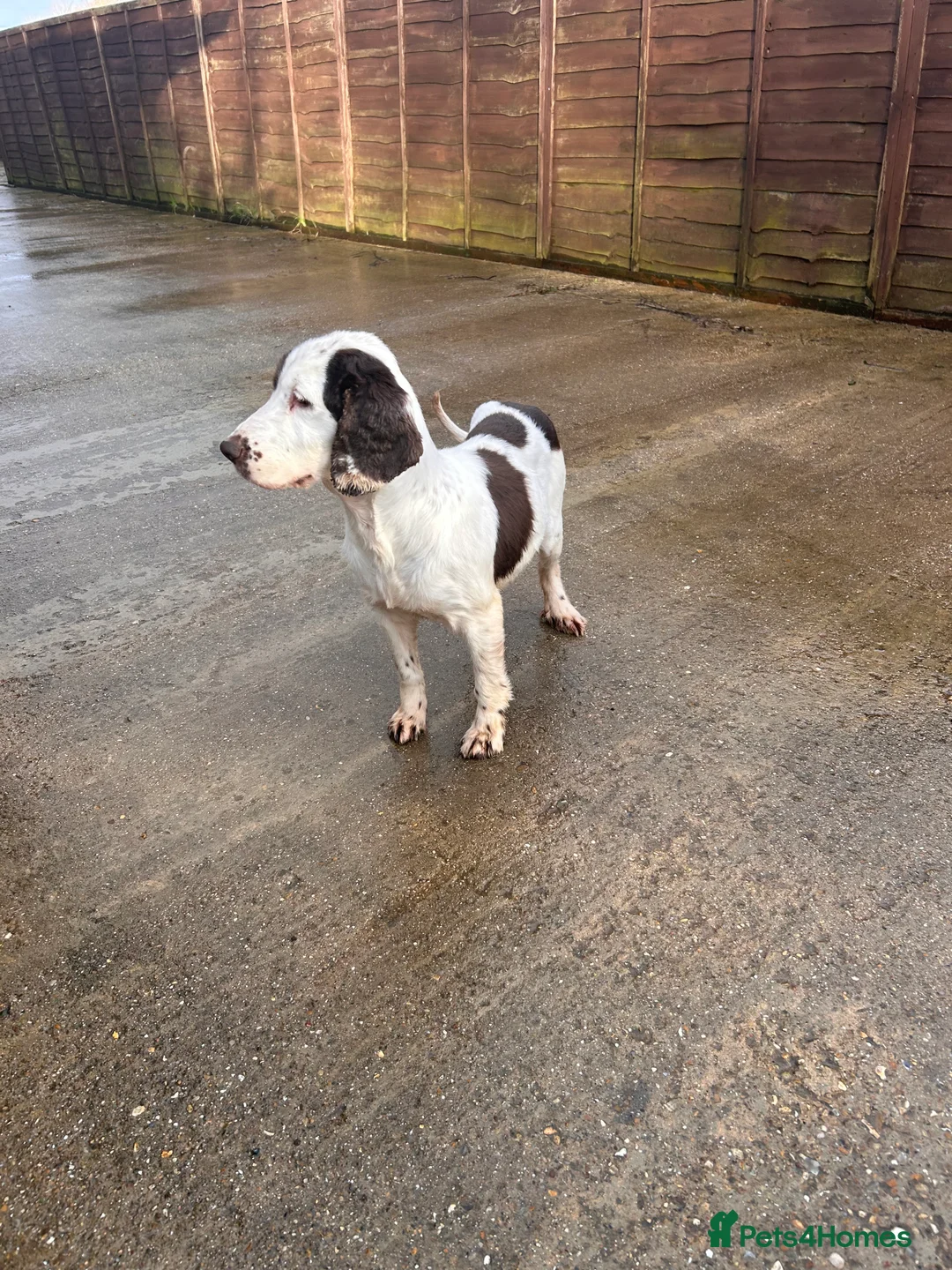 Cocker Spaniel dogs for sale: Cocker Spaniel  - Advert 2