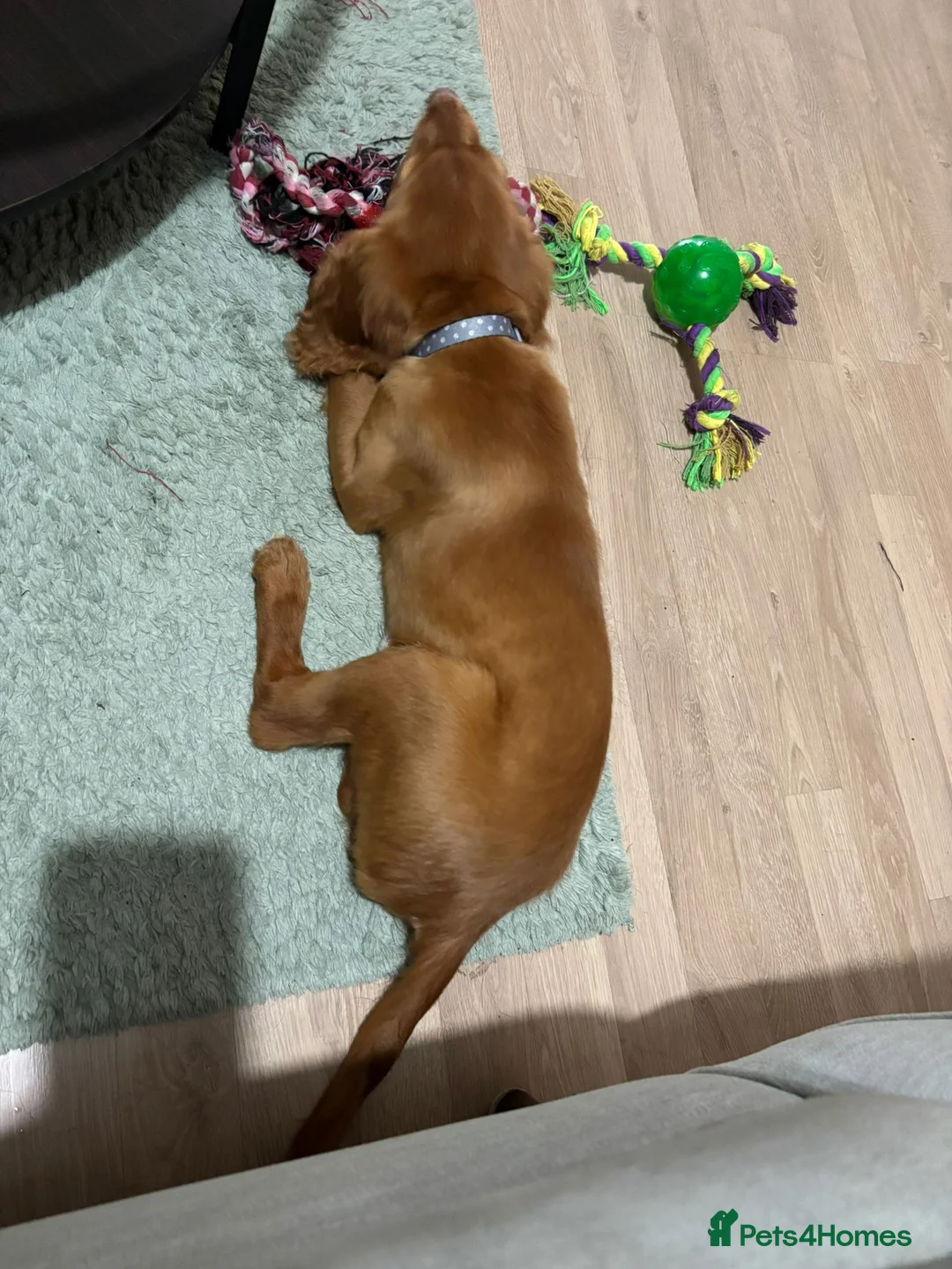 Cocker Spaniel dogs for sale: 15 week old cocker spaniel pup - Advert 4