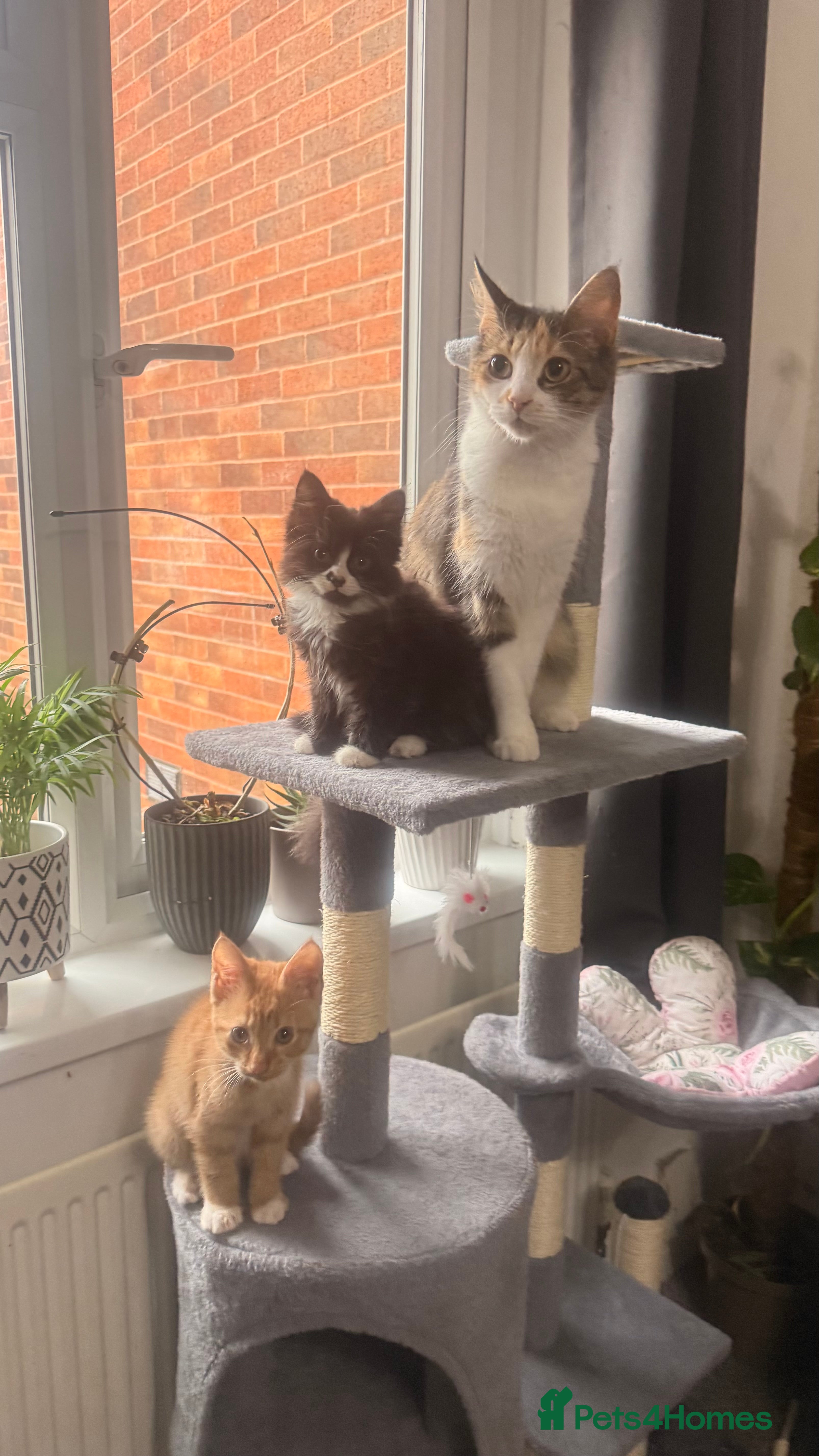 Mixed Breed cats Mixed breed  - Advert 1