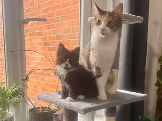 Mixed Breed cats Mixed breed - Advert 1