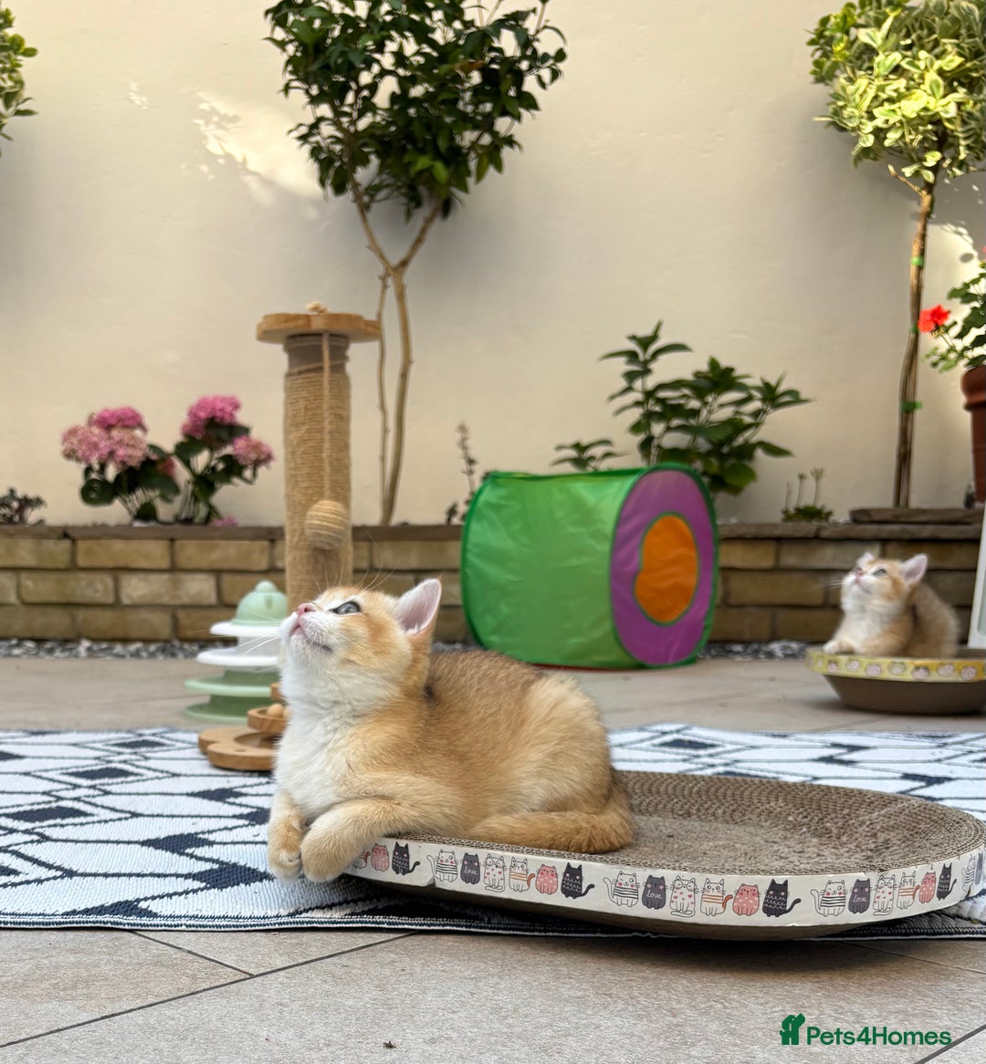 British Shorthair cats for sale:  Golden British Shorthair kittens  in London - Image 6