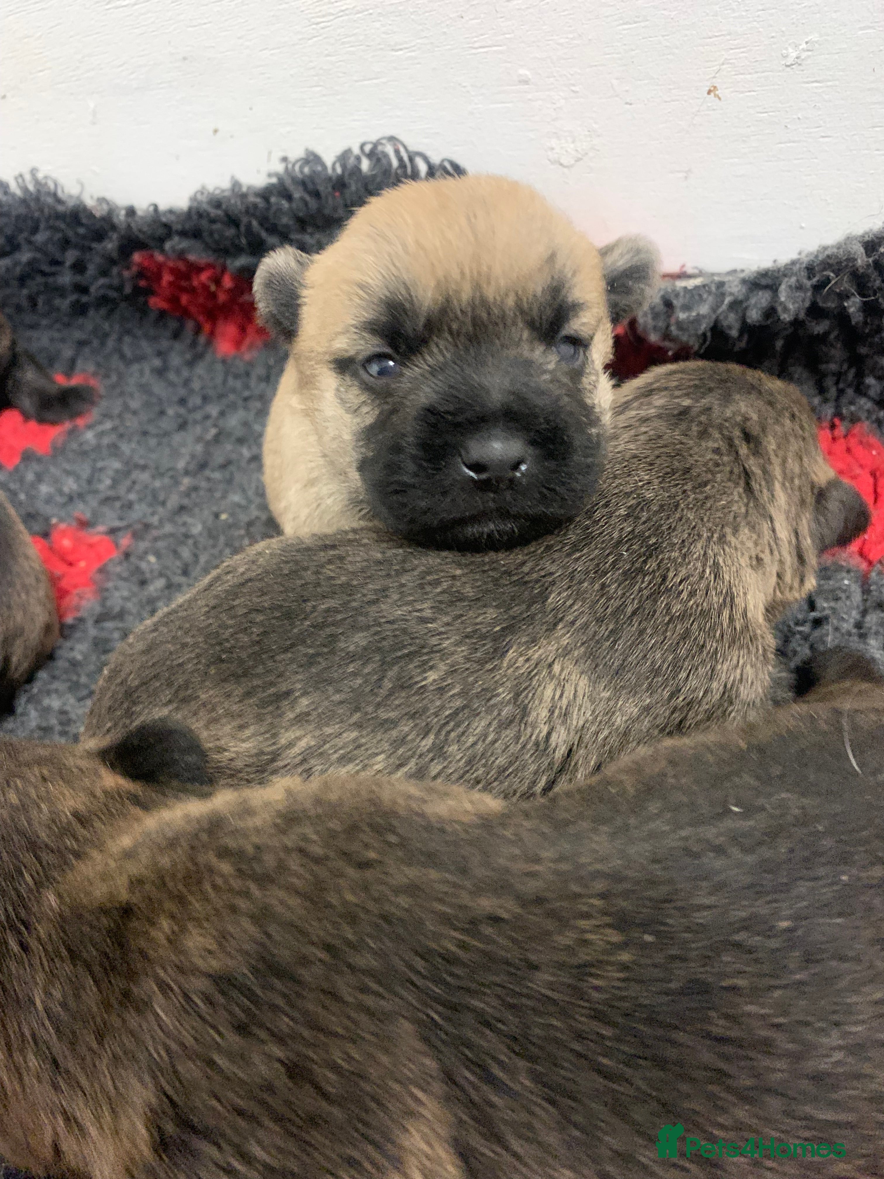 Cairn Terrier dogs Pure Bred Cairn Terrier puppies  - Advert 1