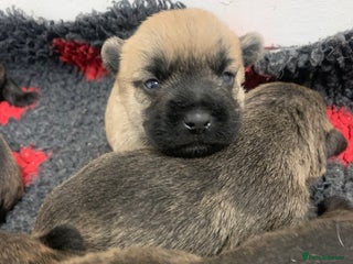 Cairn Terrier dogs Pure Bred Cairn Terrier puppies - Advert 1