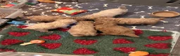 Poochon dogs for sale: Beautiful poochon puppies - Advert 3