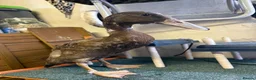 Ducks poultry for sale: Three Indian Runner Ducks  - Advert 6