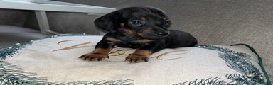 Miniature Dachshund Puppy 2