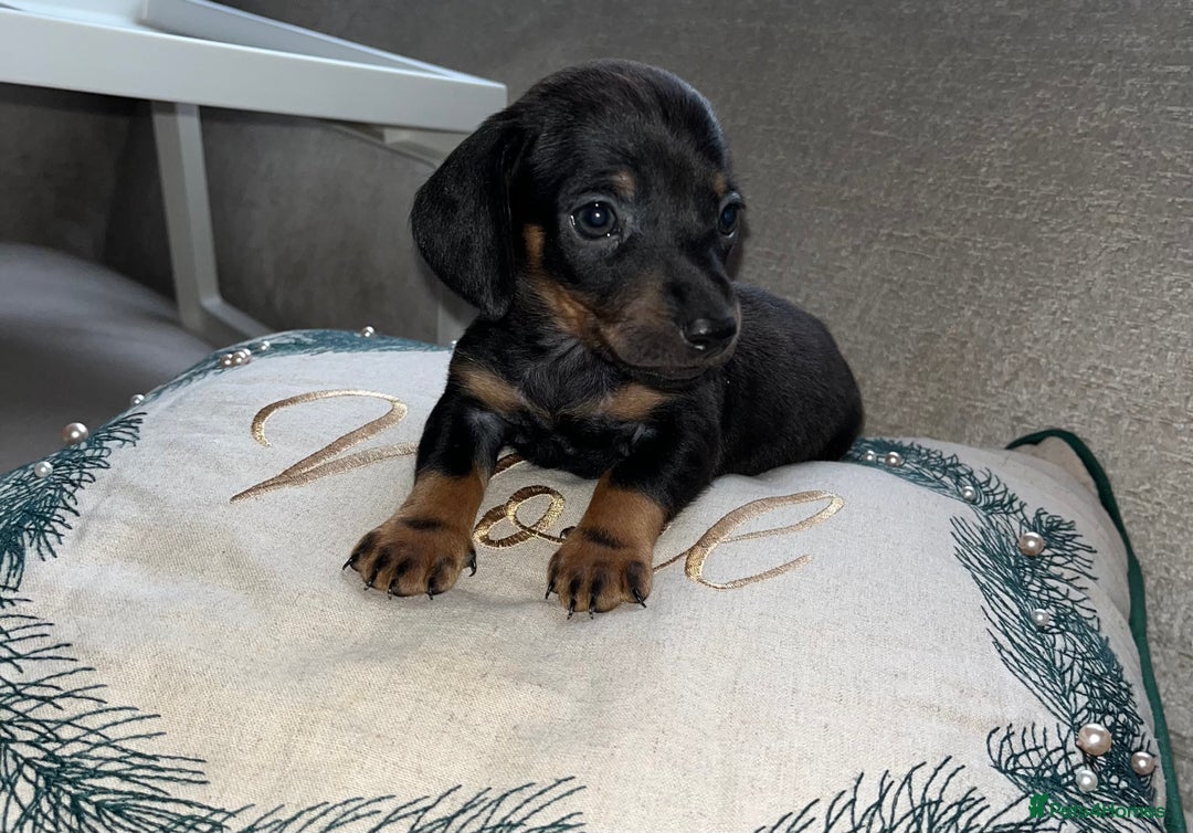 Miniature Dachshund dogs for sale: Miniature Dachshund Puppies  - Advert 1