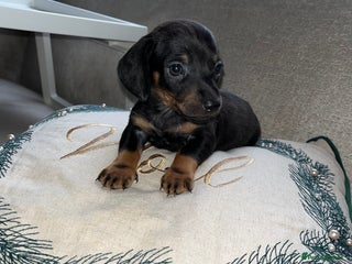 Miniature Dachshund dogs Miniature Dachshund Puppies - Advert 4