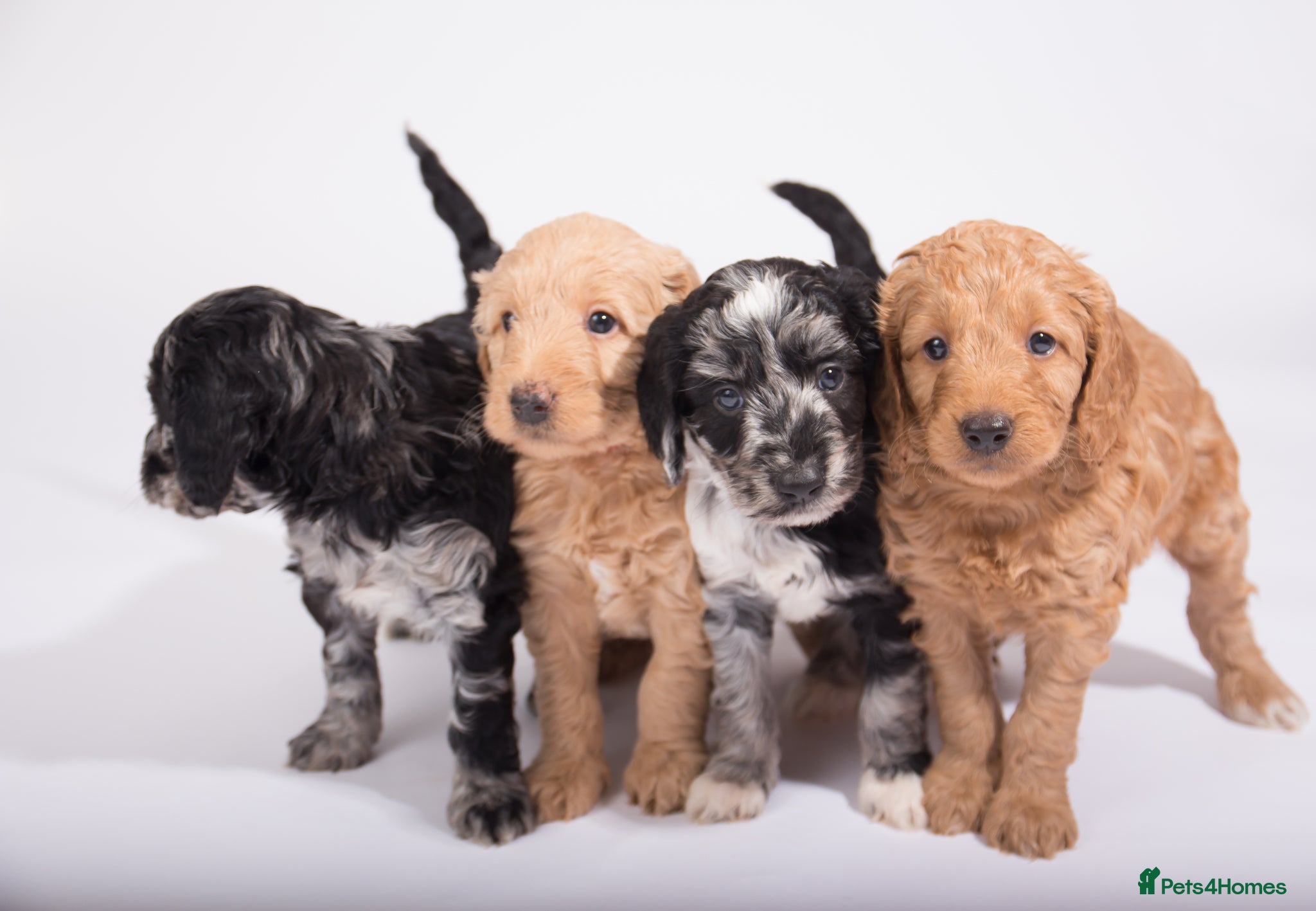 Miniature Poodle dogs for stud: Kc registered health tested miniature poodle STUD - Advert 6