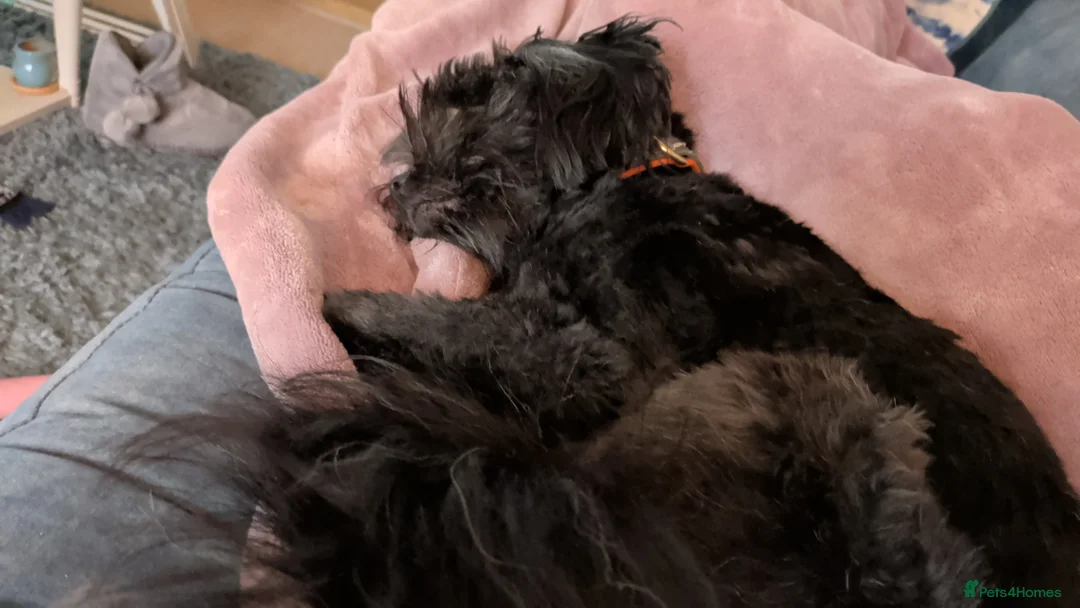 Mixed Breed dogs for sale: Shih Tsu x Pomeranian  in Sleaford - Advert 2