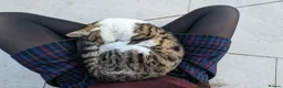 British Shorthair cats for sale: Male 3year old Cat  - Advert 4