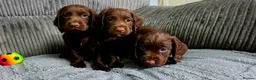 Cocker Spaniel dogs for sale: 8 october ready for their homes KC Reg 3 boys avai - Advert 8