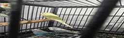 Budgerigars birds for sale: Baby Budgies - Advert 1
