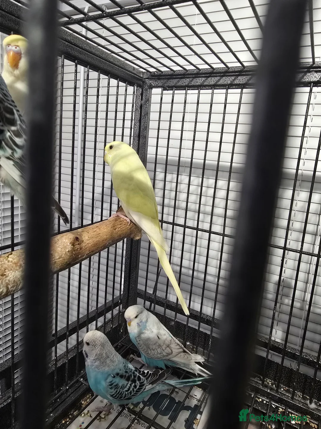 Budgerigars birds for sale: Baby Budgies - Advert 1