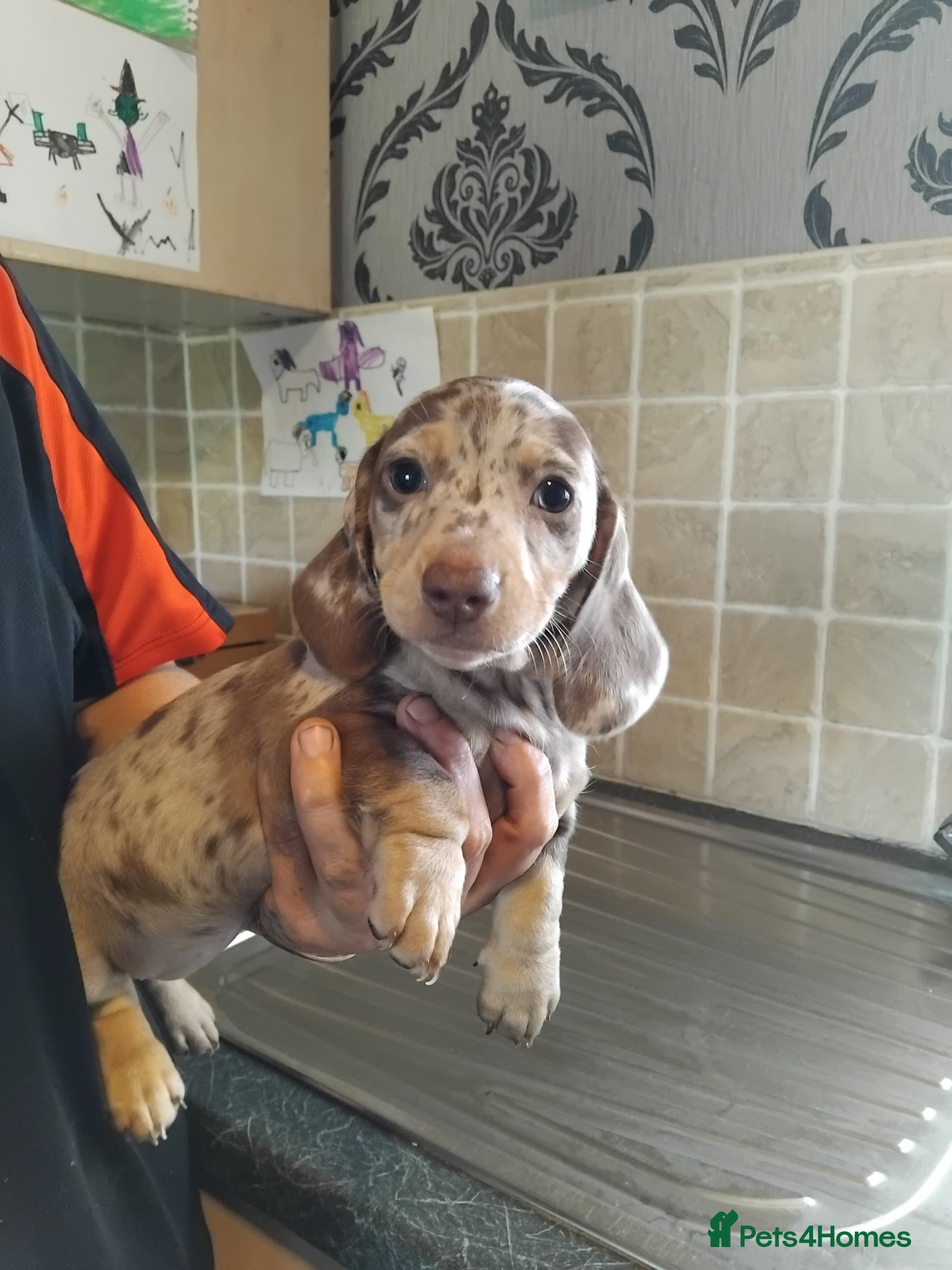 Miniature Dachshund dogs Miniature dashchund puppy - Advert 1