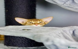 Abyssinian cats for sale: Stunning sorrel and usual Abyssinian kittens  - Image 4