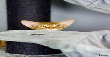 Abyssinian cats - Advert 3