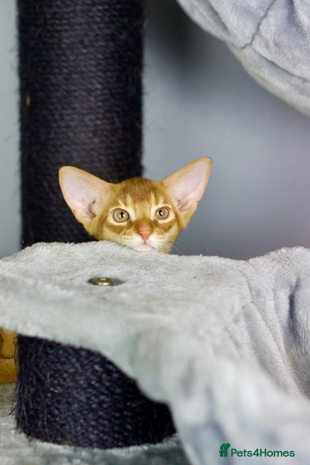 Abyssinian cats for sale: Stunning sorrel and usual Abyssinian kittens  - Image 4