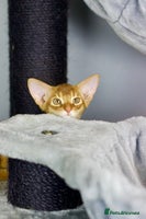 Abyssinian cats 1 sorrel Abyssinian Kitten left , Champion Line - Advert 6