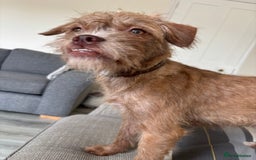 Mixed Breed dogs for sale: Lovely Bossipoo - Advert 5