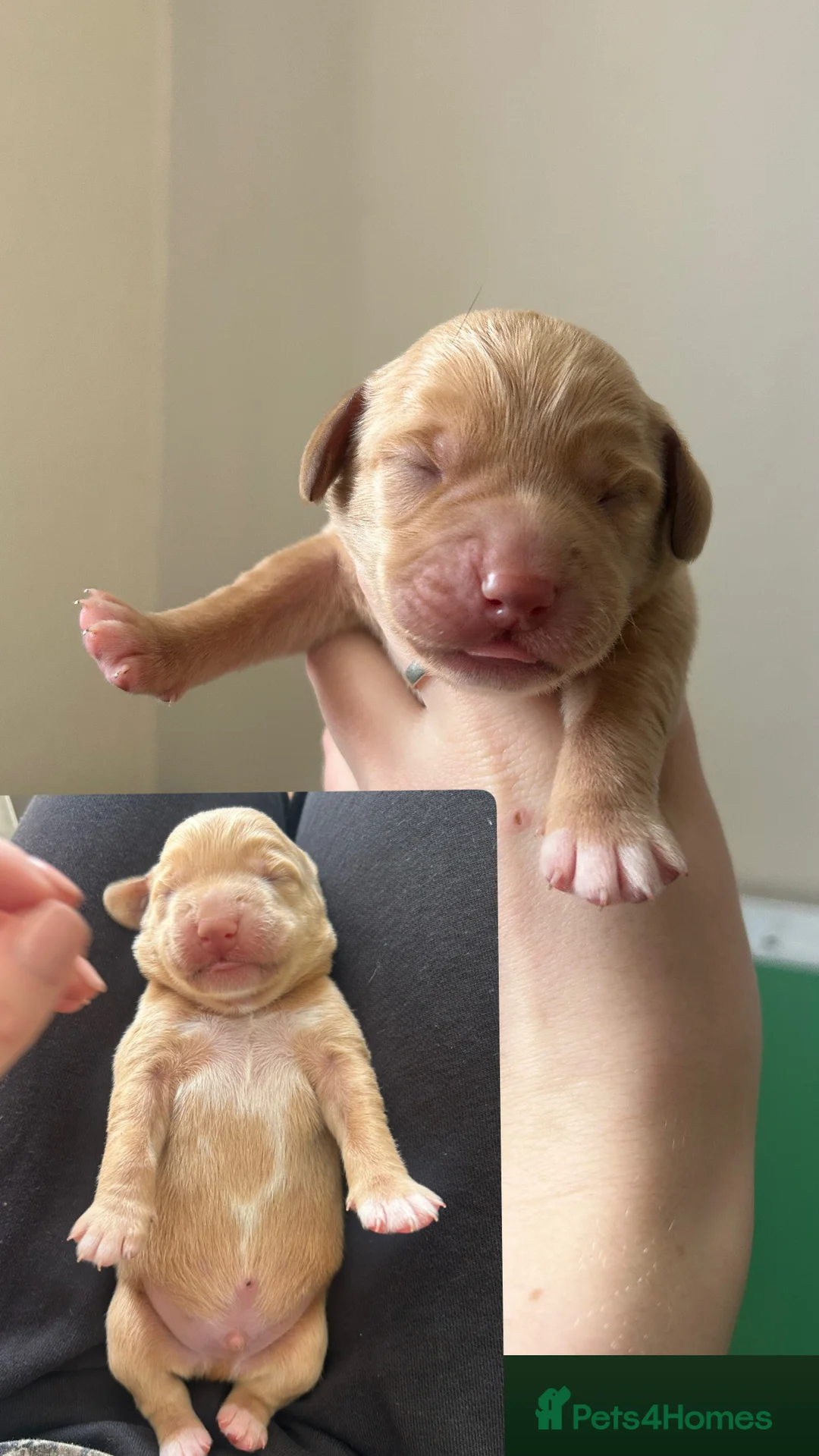 Springador dogs for sale: Springador puppies  - Advert 2