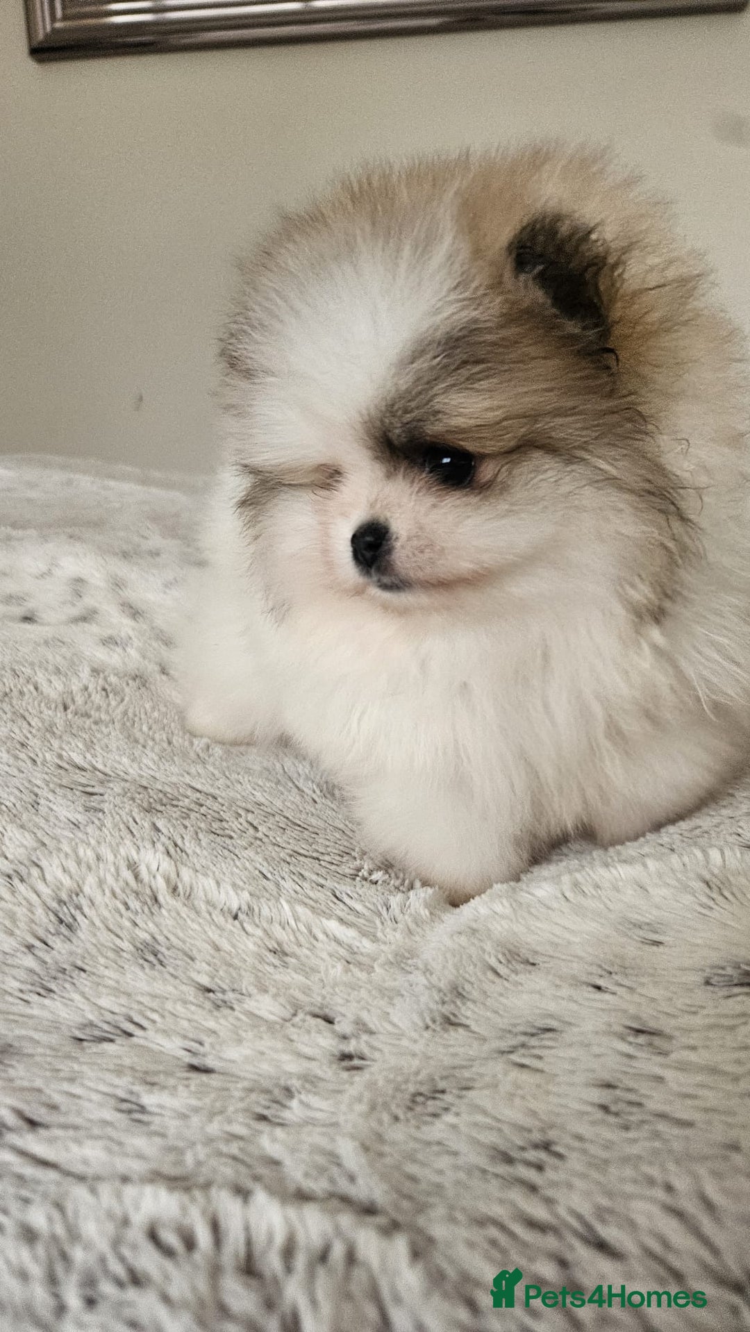 Pomeranian dogs for sale: Little beautiful pomeranians Tamworth  - Advert 16